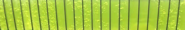 Algae from the Baltic Sea are trapped in Algoland’s carbon-capture contraption.