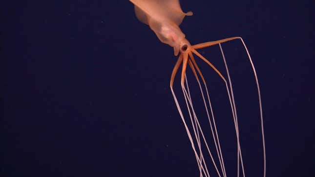 A closeup of the squid. There have been fewer than two dozen sightings of these squid, according to NOAA, and their tentacles can be several feet long. 
