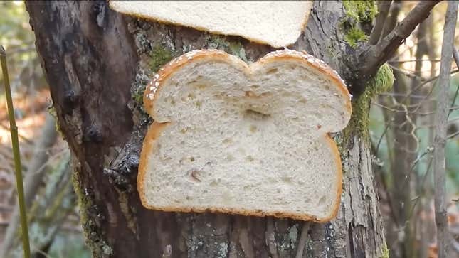 bread on tree