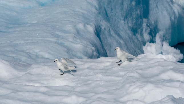 Snow Petrels (Pagodroma nivea), Larsen B Ice Shelf, Weddell Sea, Antarctica. 