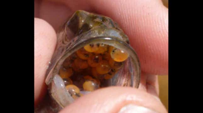 Imagen para el artículo titulado Estos fascinantes peces macho incuban huevos fertilizados por otros en sus bocas