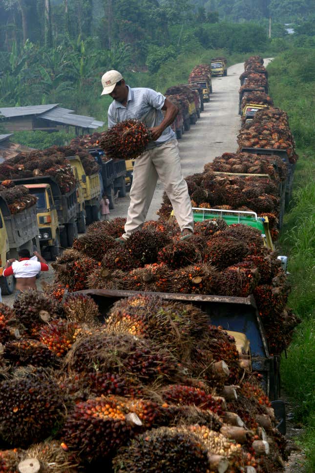 Harvesting oil palms in the Papua province.