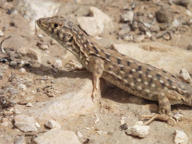 Be’er Sheva fringe-fingered lizard (Acanthodactylus beershebensis).