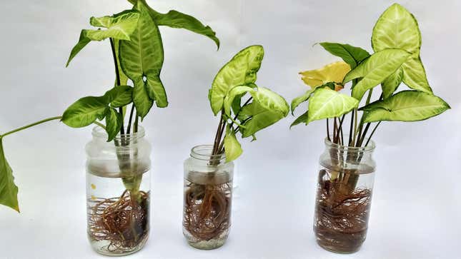 Image for article titled 15 of the Easiest Plants to Propagate
