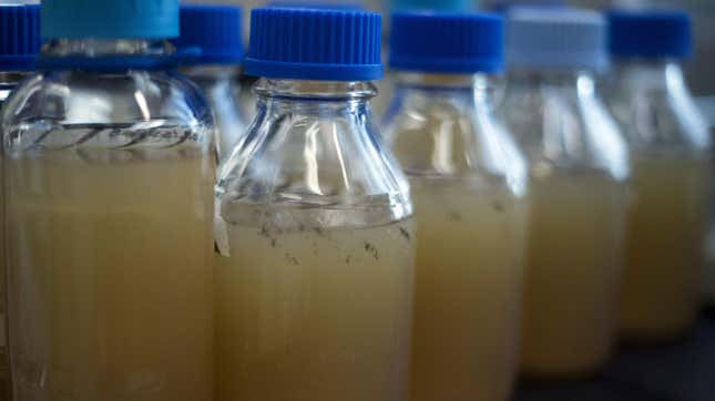  Medical bottles used to grow phages. 