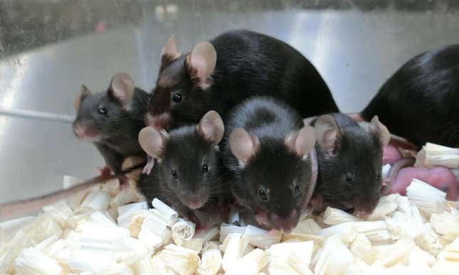 La descendencia sana, e incluso una generación posterior de ratones, se derivaron de los espermatozoides espaciales.