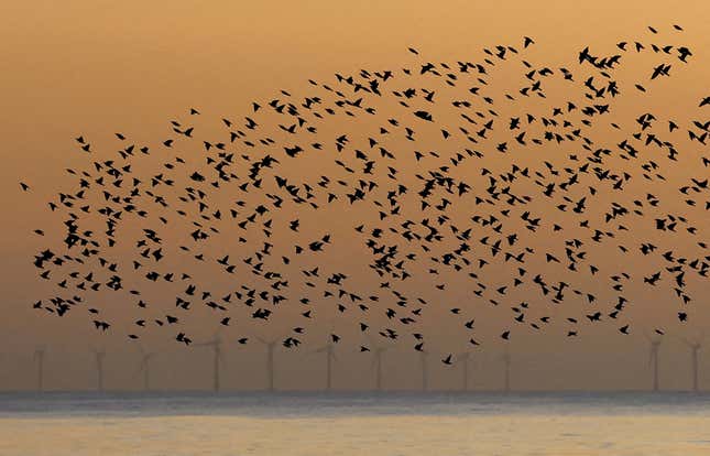 An offshore wind farm is seen as a murmuration of starlings flies above in Brighton, Britain,