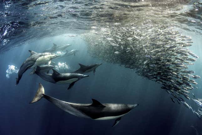 Image for article titled Epic and intimate glimpses of nature from the Sony World Photography Awards