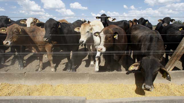 Beef cattle in a pen
