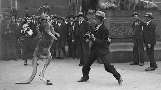 Some old timey dude preparing to lose a fight to a kangaroo in London in 1931.