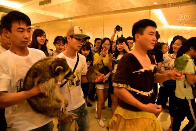 A raccoon was held in hand.
