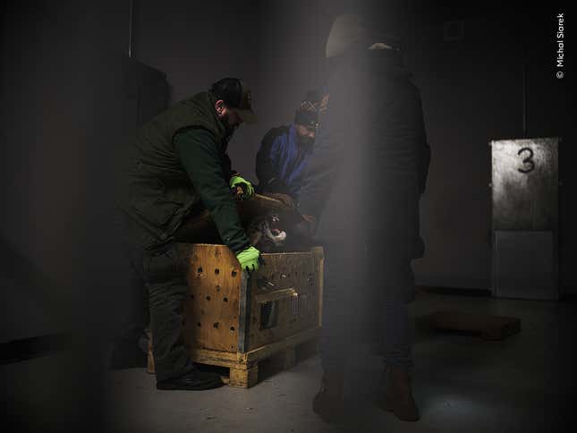 A team opens up a crate containing a rescued tiger cub in Poznań, Poland.