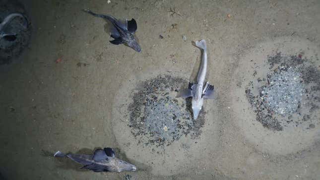 Imagen para el artículo titulado La ciencia se sorprende al encontrar millones de dracos anidando cerca de la Antártida