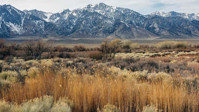 Vegetation grows in front of the partially snow-capped Sierra Nevada Mountains on February 20, 2022 near Lone Pine, California.