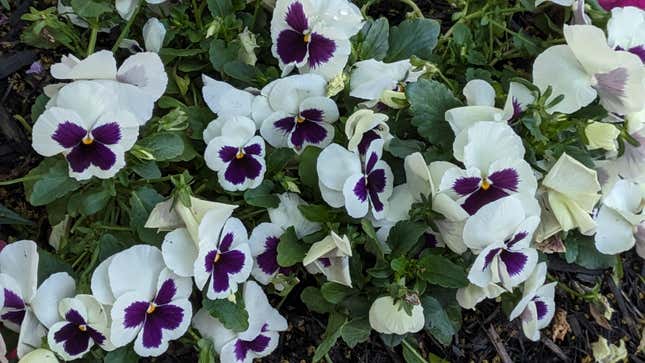 A sample shot from the Google Pixel Tablet's camera featuring purple and white flowers in full bloom.