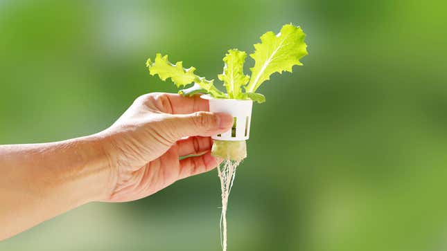 Hand of young man holding a white hydroponic pot with vegetable seedlings growing