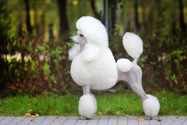 Image for article titled The Most Popular Dog Breeds on Instagram Are Also the Sickest