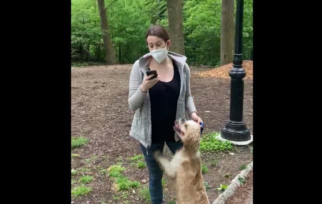 Image for article titled Playing the Victim: Amy Cooper Says She Was &#39;Scared&#39; of Black Man and Now She&#39;s &#39;Terrified&#39; of Walking Her Dog