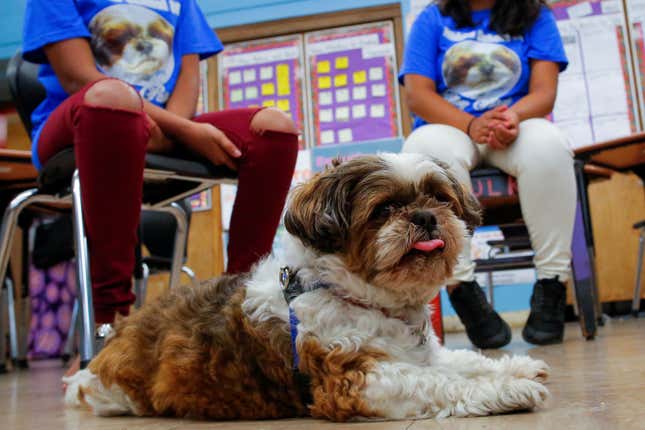 Petey is like a guidance counselor, “but in dog form,” says a student at a school in Brooklyn. (Reuters/Eduardo Munoz).