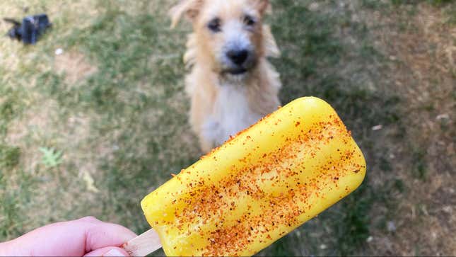 Scruffy dog looks longingly at a mango popsicle that has been seasoned with Tajin.