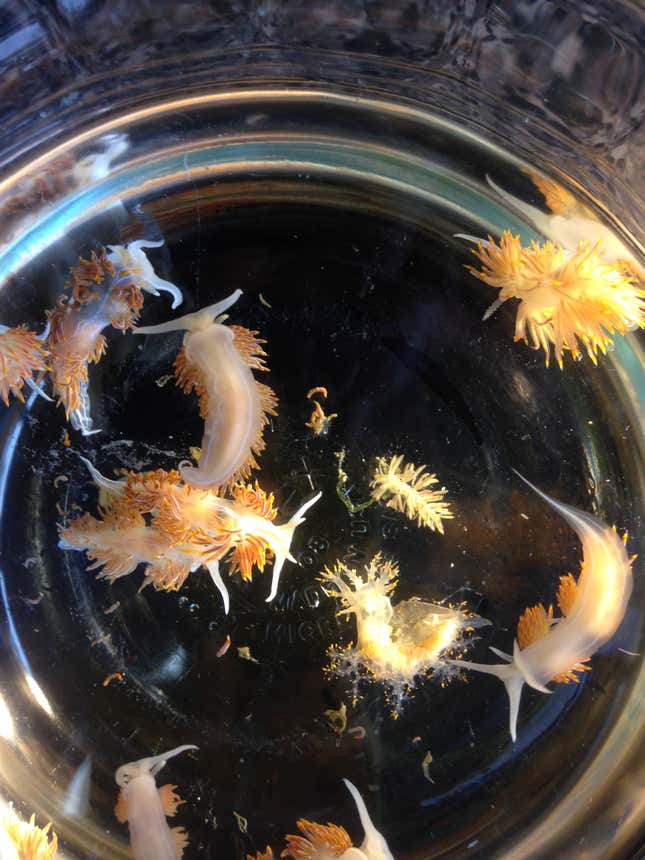 Marine sea slugs without borders.