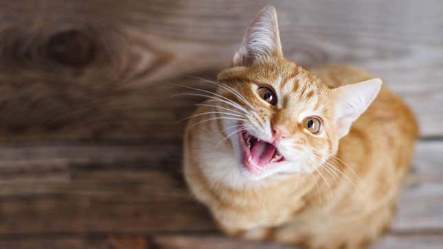 Imagen para el artículo titulado Los gatos saben exactamente cuándo le estás hablando a ellos (otra cosa es que quieran hacerte caso)