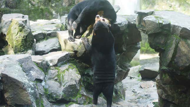 Image for article titled Chinese Zoo Insists Its Malayan Sun Bear Is Not Just a Human in a Costume