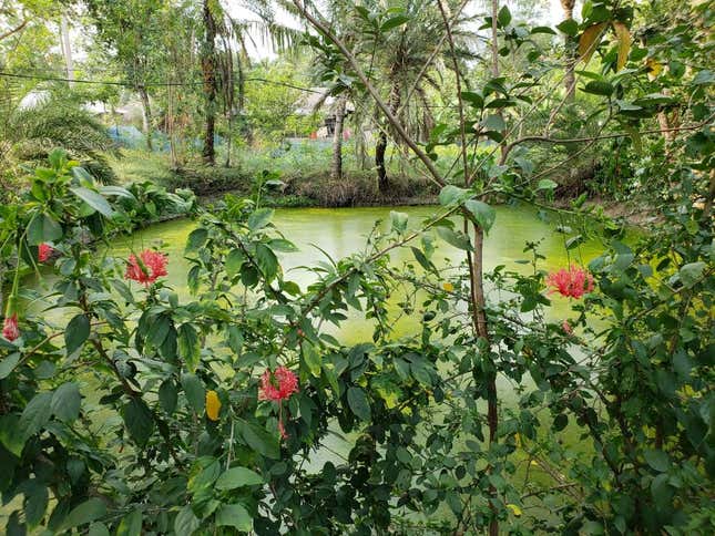 A rain water harvesting pool in Danyapur, Sundarbans.