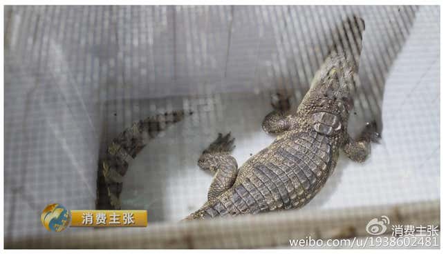 Image for article titled Why China loves crocodile meat