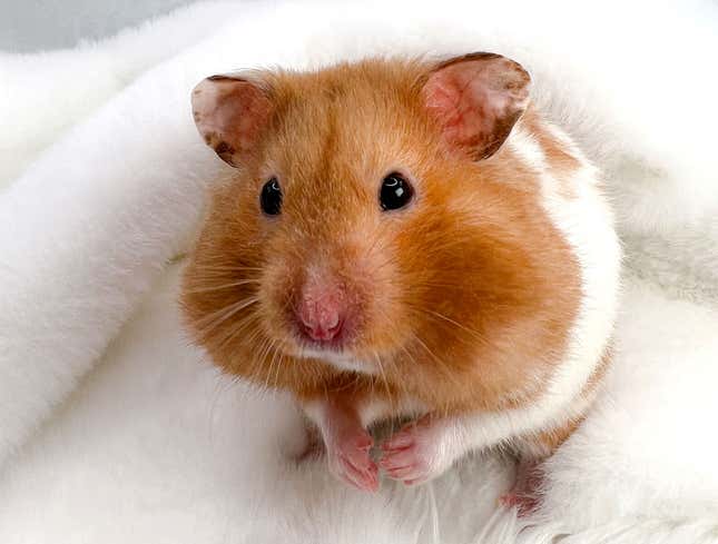 Image for article titled Cheeks Of Adorable Pet Hamster Filled With Own Babies