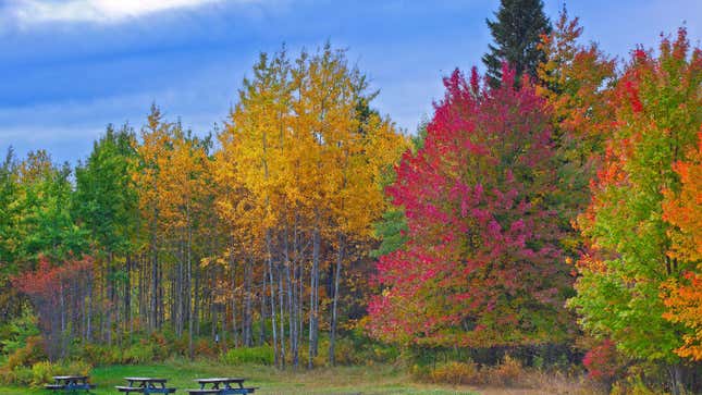 Image for article titled 10 of the Most Stunning Places to See Fall Foliage in the US