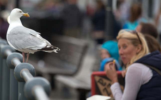 Una gaviota posada sobre una barandilla vigila atentamente a una mujer comiendo.