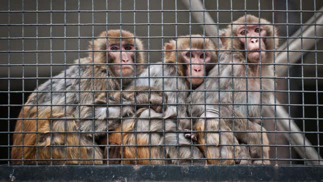 Rhesus macaques are commonly used in scientific and medical testing. The species carries multiple pathogens that can infect people, and Neuralink may not have always taken the required precautions to prevent human exposure to disease.
