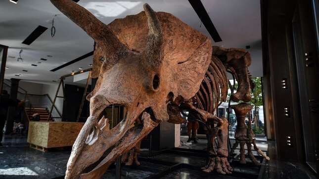 ¿Tienes más de un millón en el banco? Ahora puedes comprar el fósil de triceratops más grande del mundo