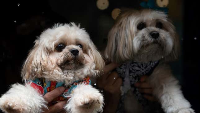 Two small white dogs.