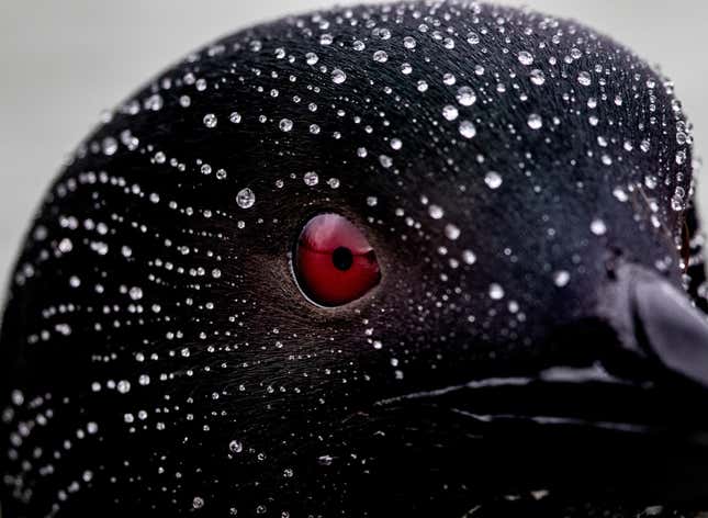 The water-droplet-speckled head of a Great Northern Diver.