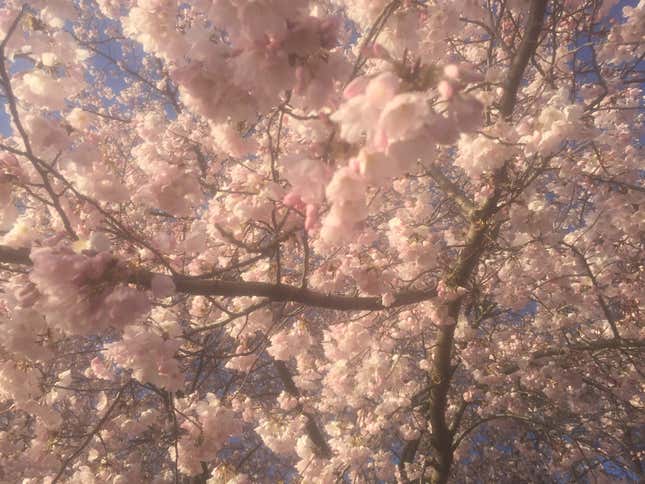 Cherry blossoms, National Mall, Washington DC.