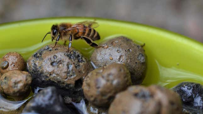 close-up of bee collecting water in a water feature