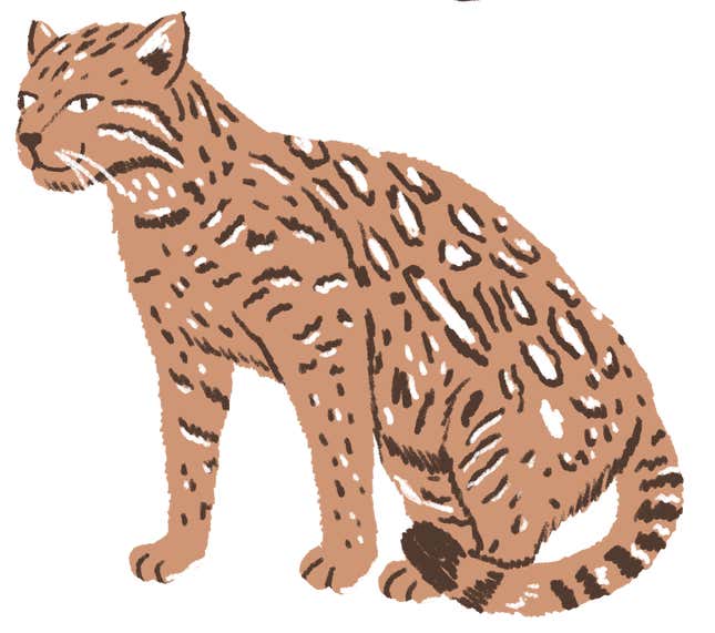 Image for article titled Trump’s border wall could decimate these rare species