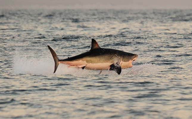 A white shark leaps out of the water.