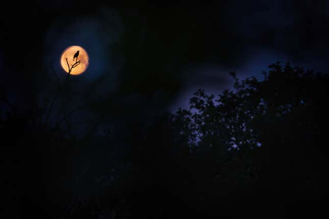 A blackbird silhouetted against the Moon.