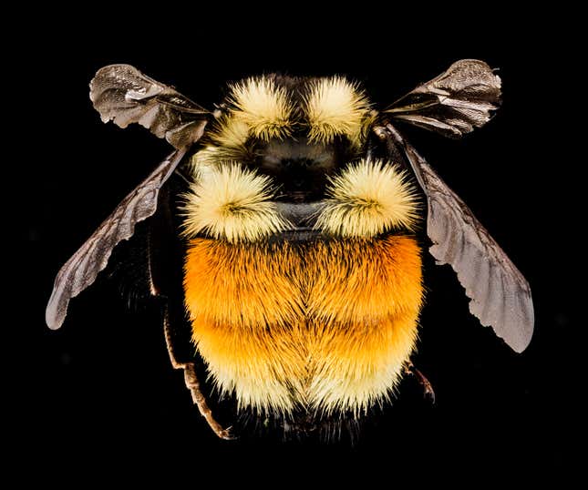 Bombus ternarius. “Some yellow and orange tushiness from a Bombus ternarius taken during the Adirondack Bioblitz. In most of New England the only Bumble Bee with significant orange and yellow on its abdomen.”