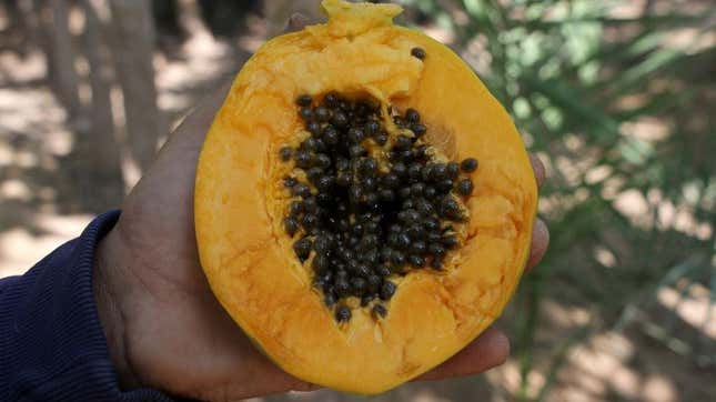 Image for article titled If you eat enough papaya seeds, can you poop out parasites?