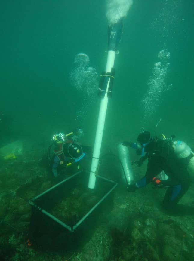 Wahle’s team surveys the Gulf of Maine’s cobble for baby lobsters.