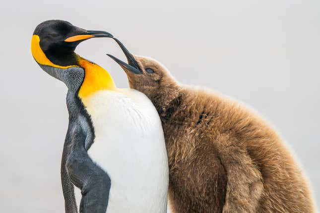 A young king penguin harries an adult for some food.