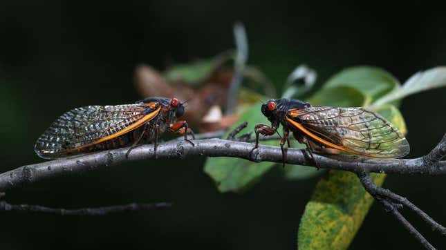 A pair of cicadas prepare to scream so loud that people call 911 on them.
