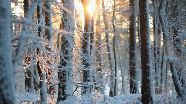 A quiet snowy forest with the sun rising through the trees. 