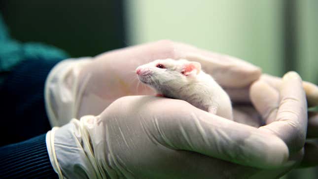 Image for article titled Scientists Announce Successful Experiment To Bankrupt Mouse That Can’t Afford Cancer Drug
