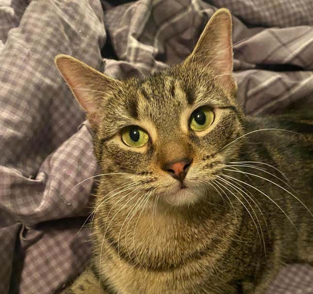 Jan Kitty.