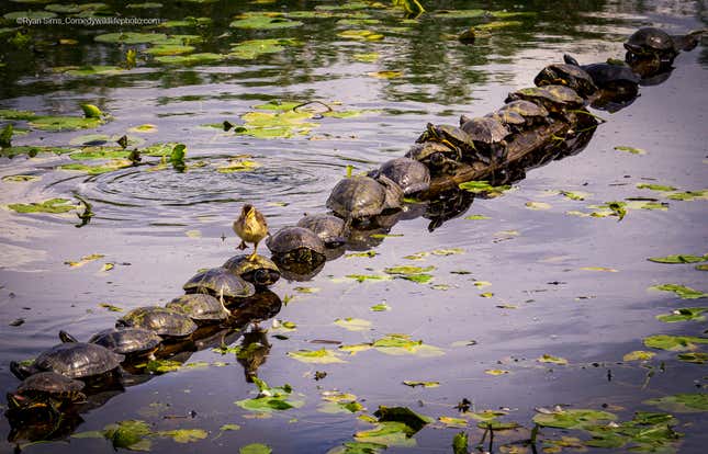 A duckling marches across a row of turtles.